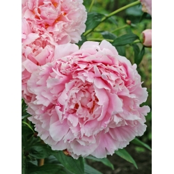 SARAH BERNHART ŞAKAYIK